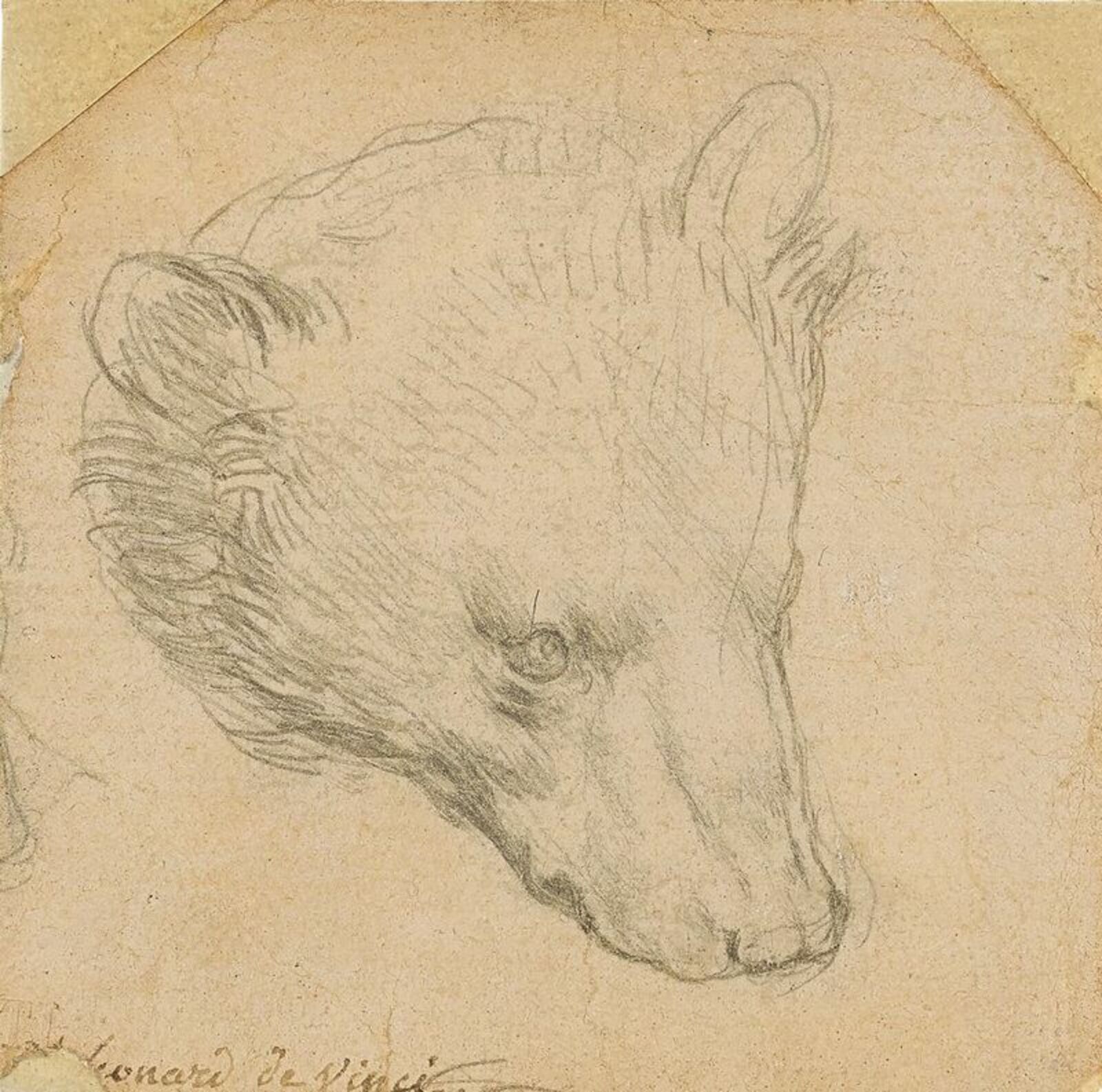 Рисунок Леонардо да Винчи «Голова медведя» был продан вчера в Лондоне за $12,2 млн